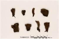 藏品(曲柄苔屬)的圖片